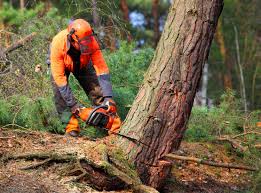 Best Commercial Tree Services  in Mila Doce, TX