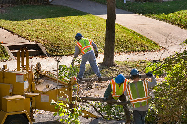 Best Tree Maintenance Programs  in Mila Doce, TX