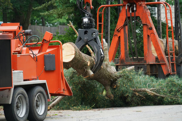 Professional  Tree Services in Mila Doce, TX